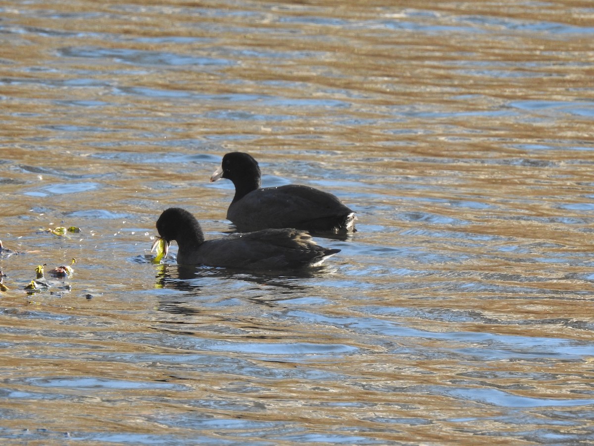 American Coot - ML190052031