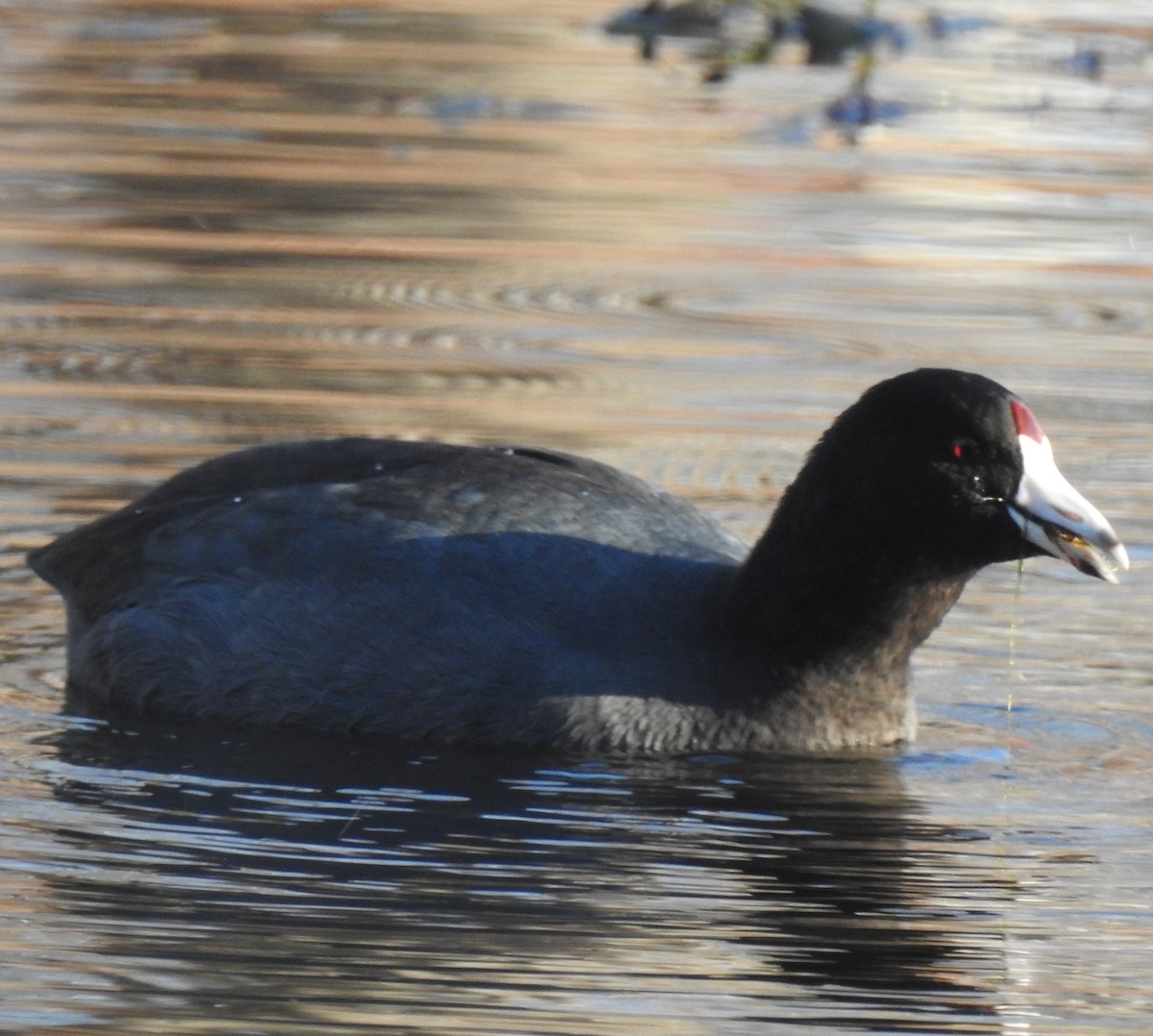 American Coot - ML190052081