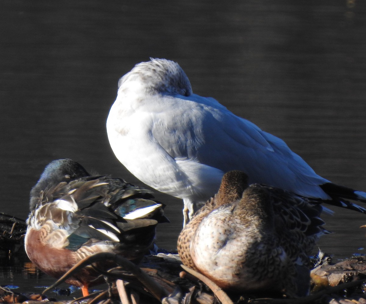 Ring-billed Gull - ML190052191