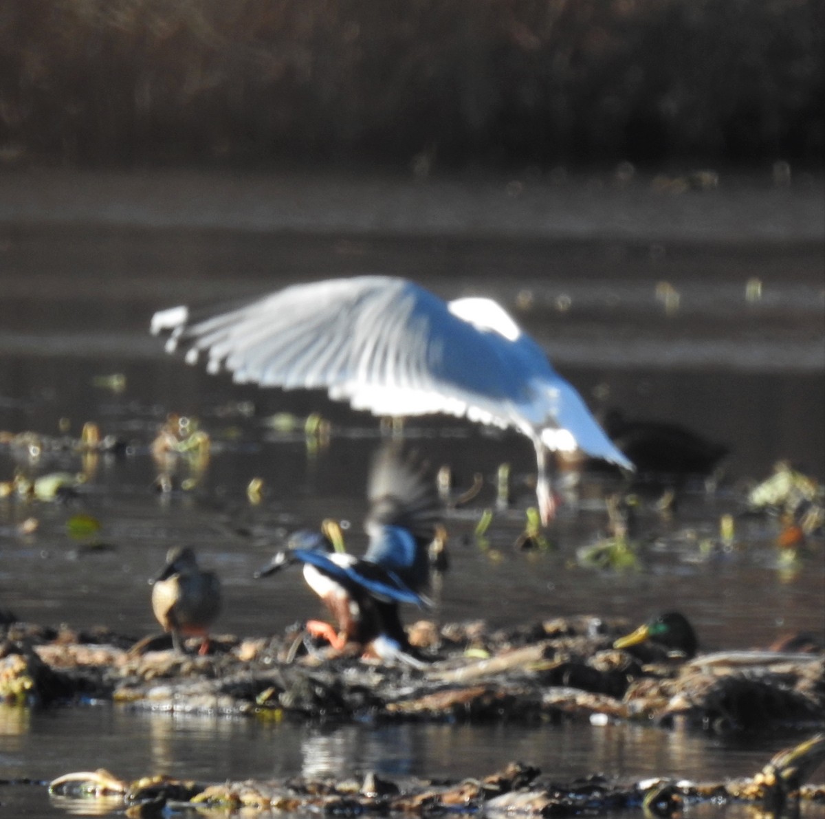 Gaviota Argéntea (americana) - ML190052711