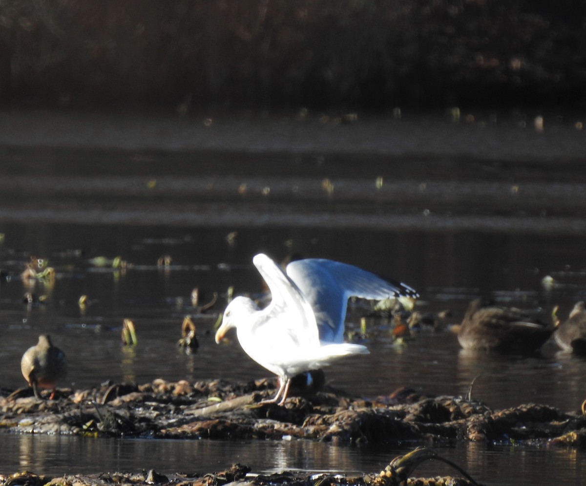 Herring Gull - ML190052721