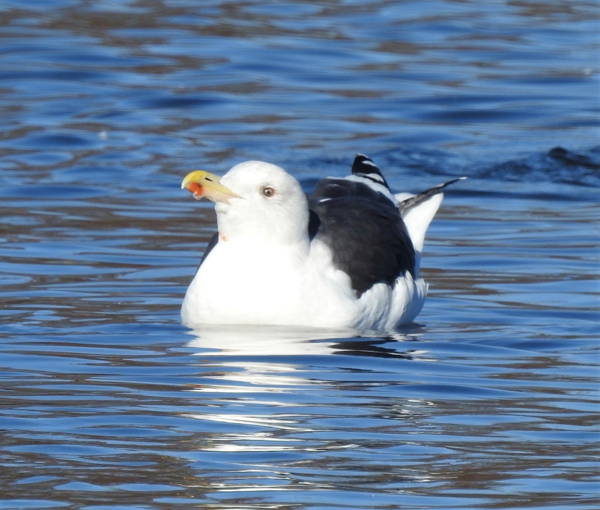 Great Black-backed Gull - ML190052821