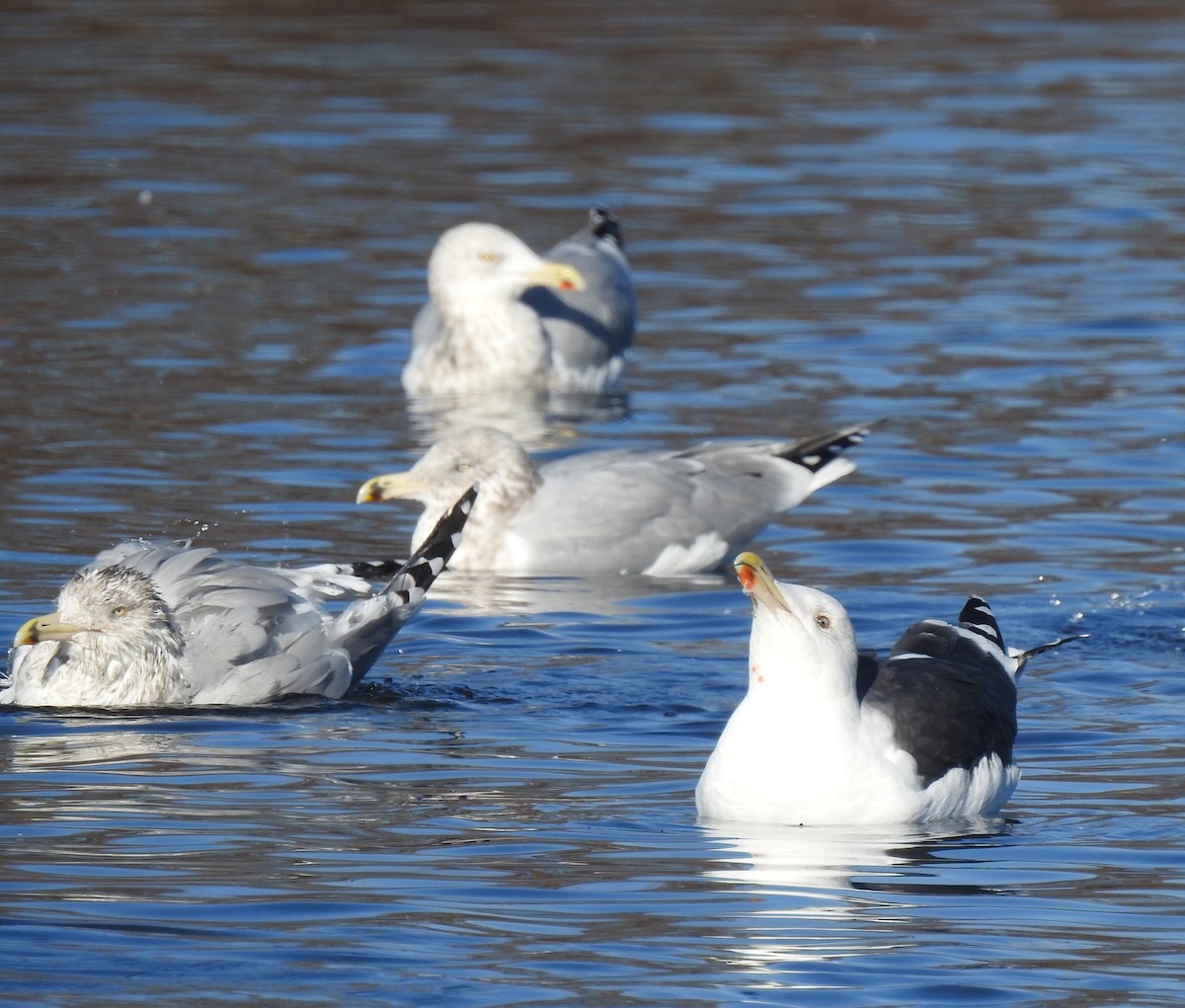 Great Black-backed Gull - ML190052831