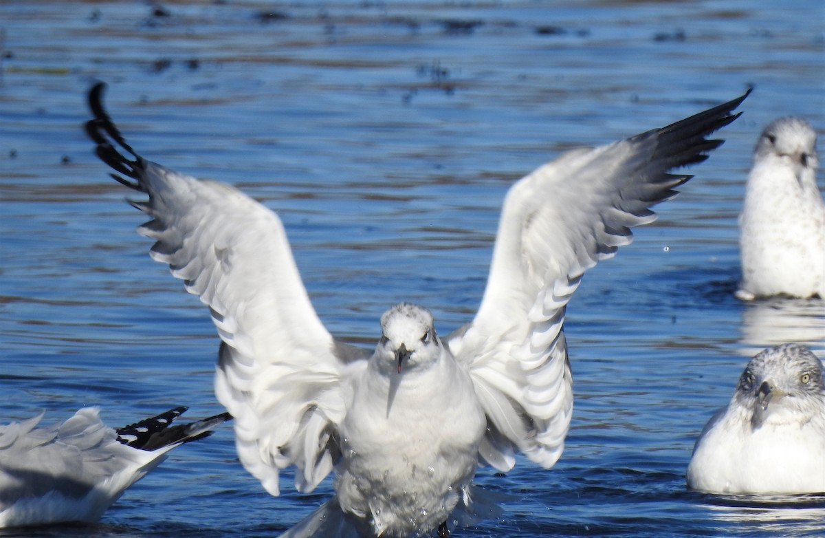 Gaviota Guanaguanare - ML190053001