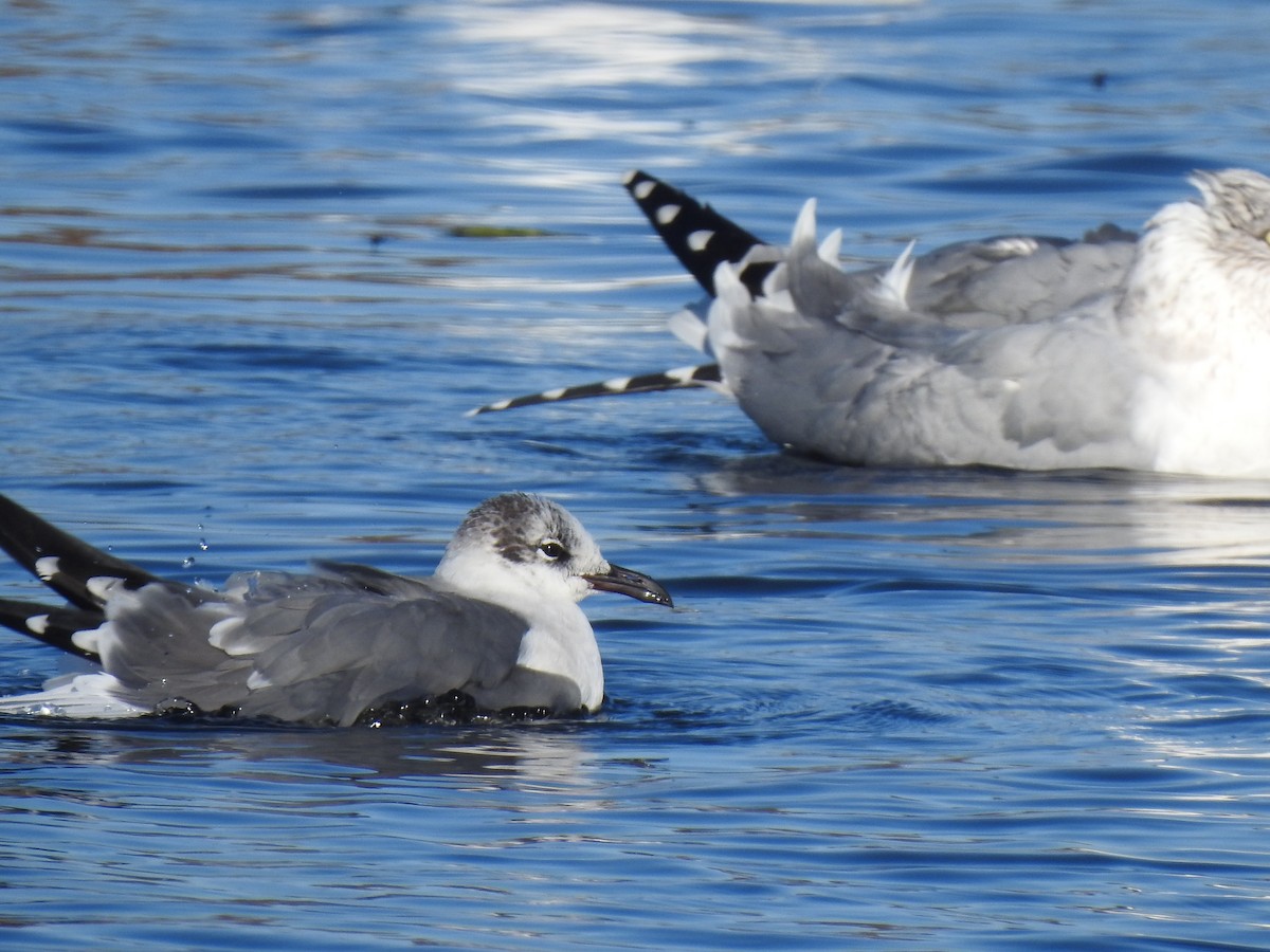 Gaviota Guanaguanare - ML190053101