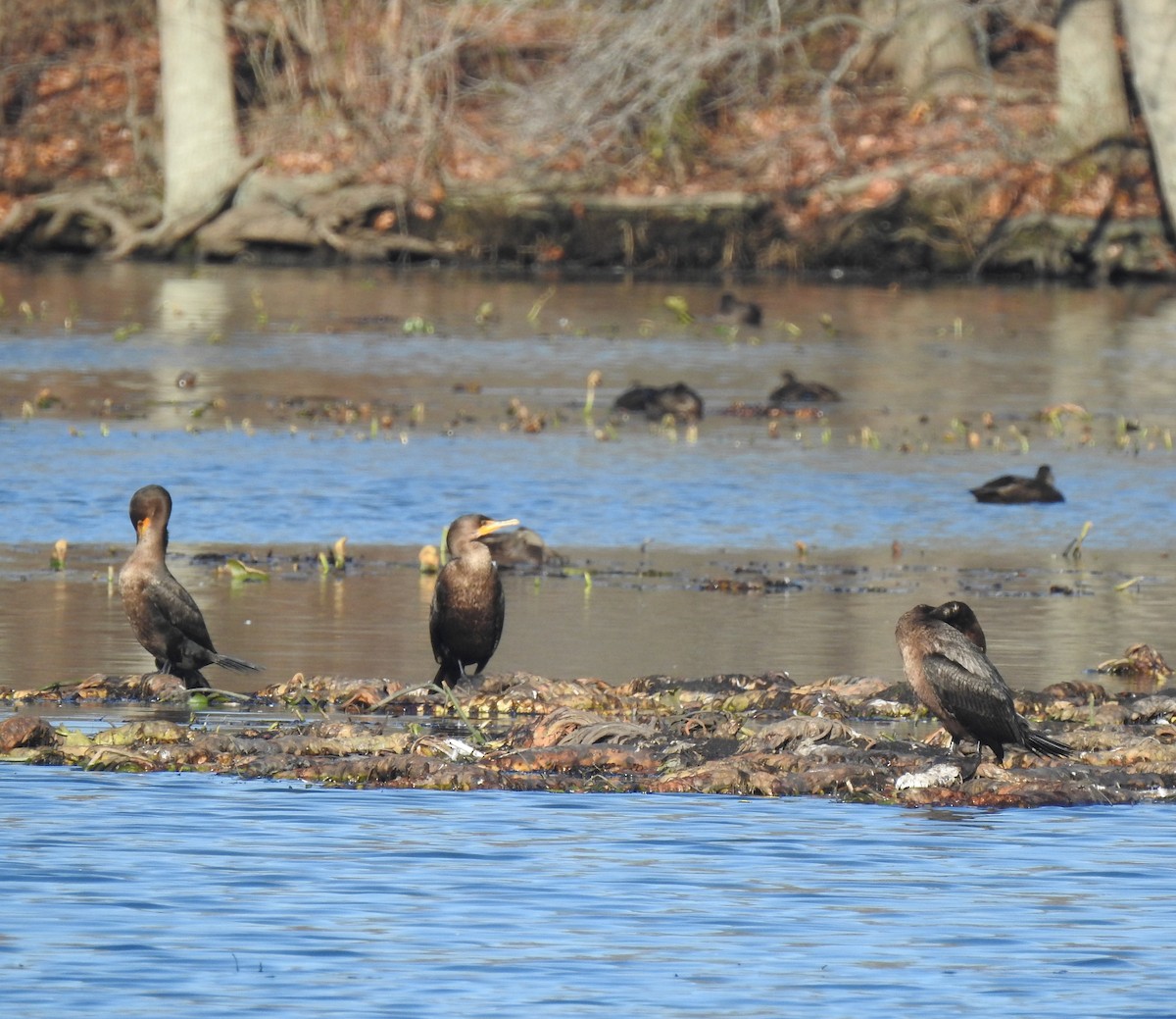 Double-crested Cormorant - ML190053171