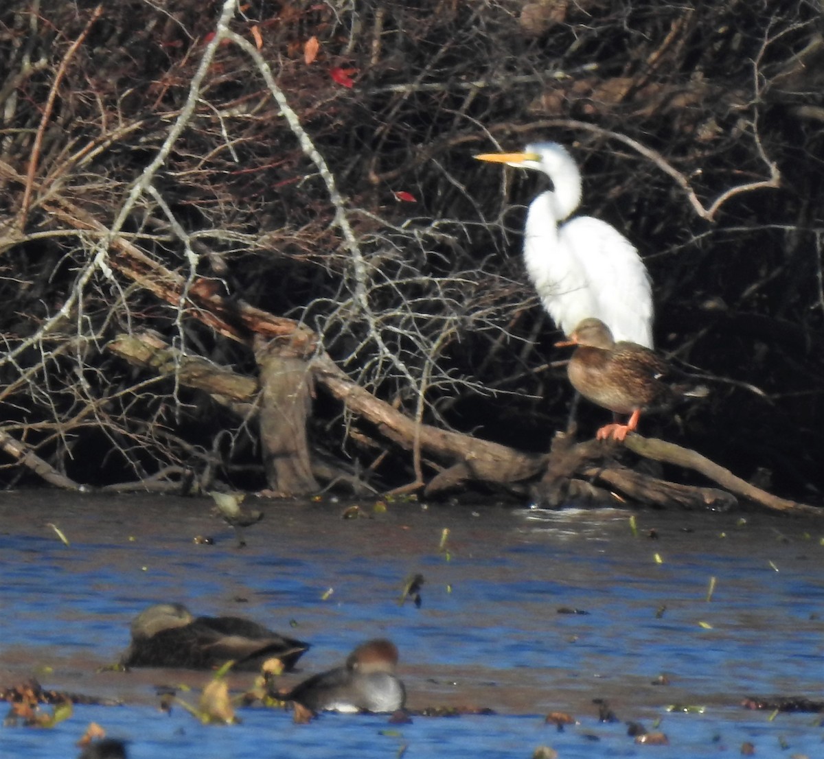 Great Egret - ML190053251