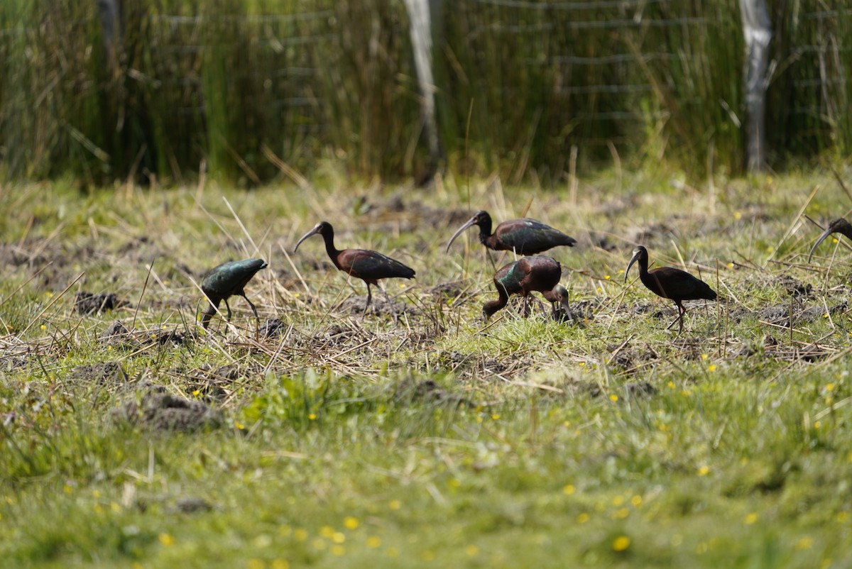 White-faced Ibis - ML190053281