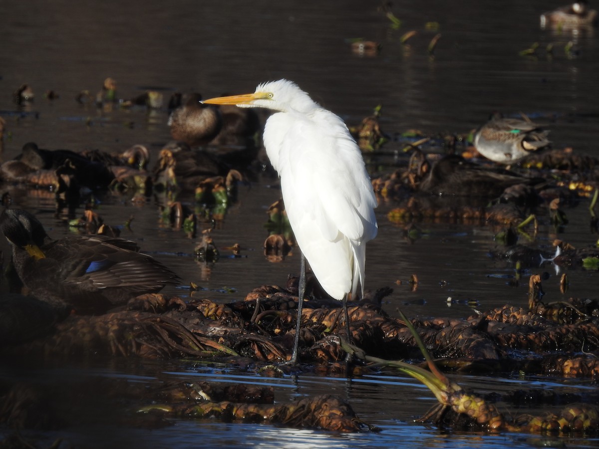 Great Egret - ML190053391