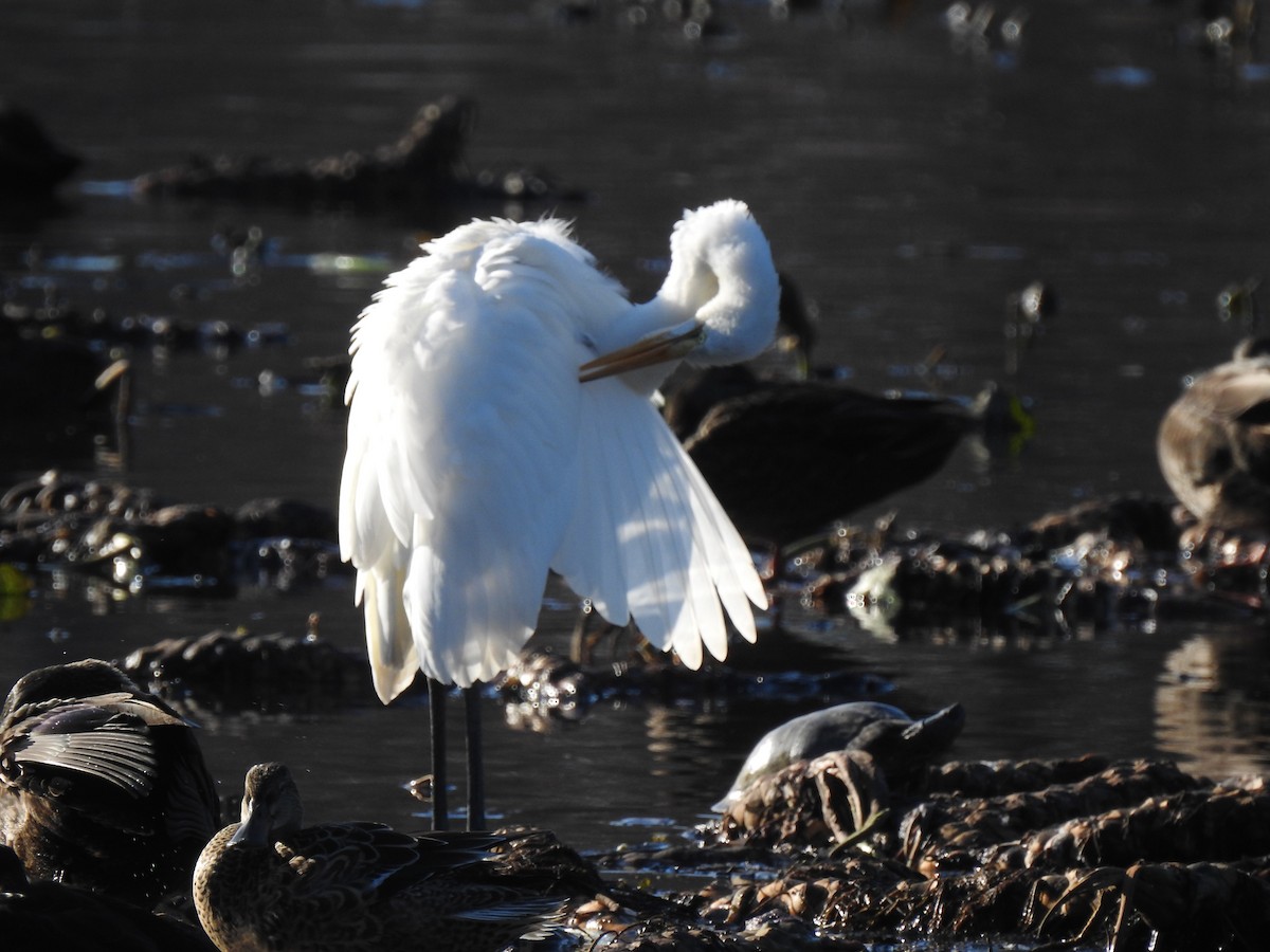 Great Egret - ML190053461