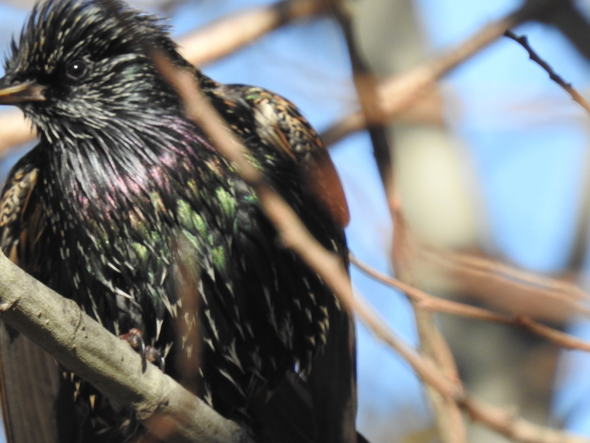 European Starling - ML190053591