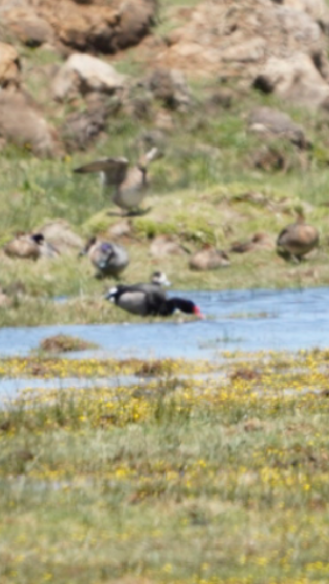 zrzohlávka peposaka - ML190053671