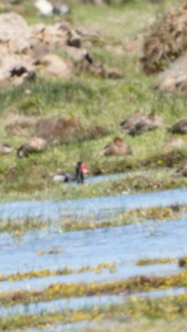 zrzohlávka peposaka - ML190053691