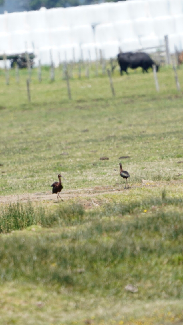 White-faced Ibis - ML190053831