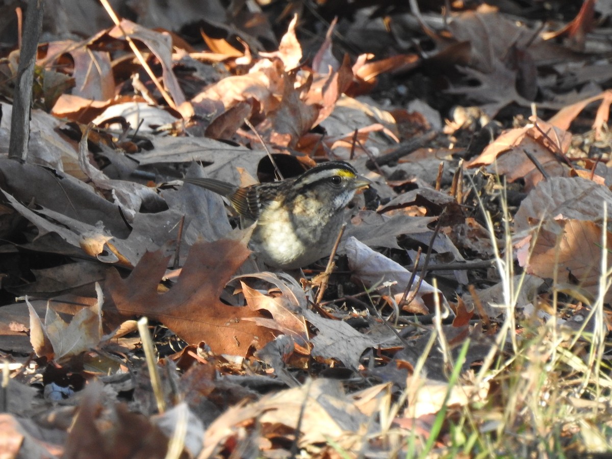 White-throated Sparrow - Vincent Glasser