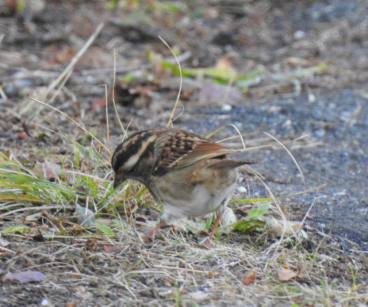 White-throated Sparrow - ML190053861