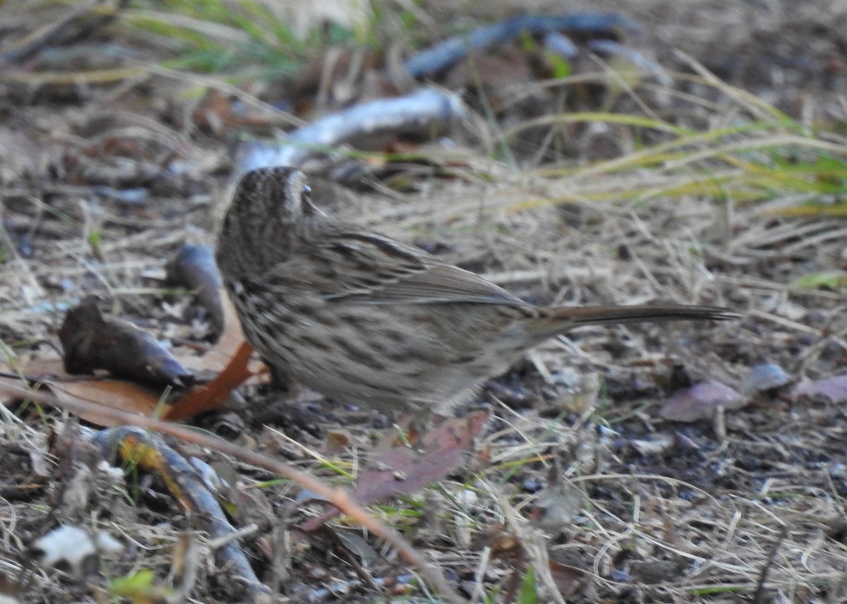 Song Sparrow - ML190053911