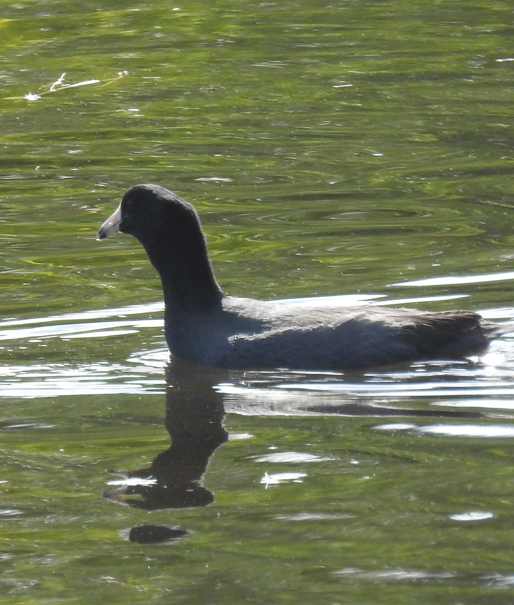 American Coot - ML190054141