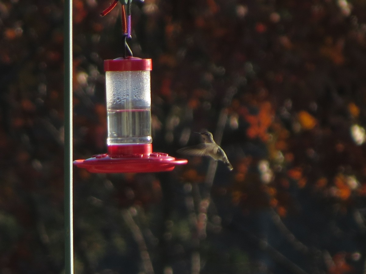 Anna's Hummingbird - Doug Graham