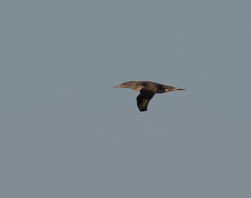 Northern Gannet - ML190055201