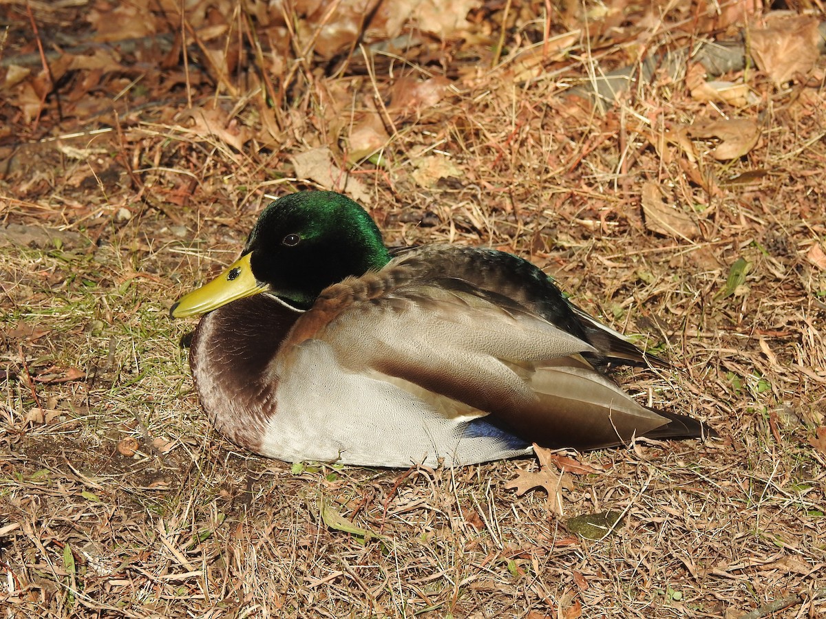 Mallard - Vincent Glasser