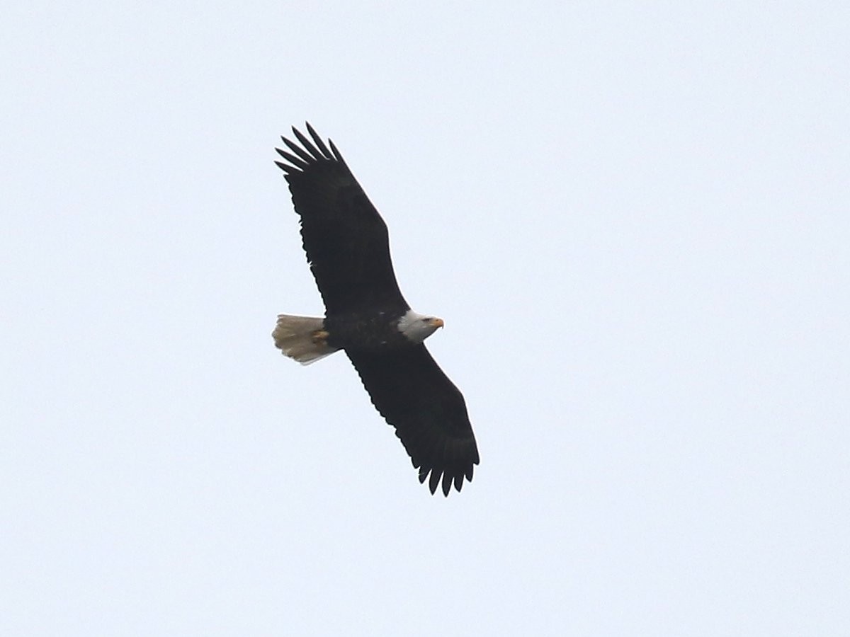 Weißkopf-Seeadler - ML190055651