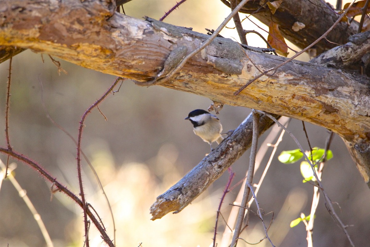 Carolina Chickadee - ML190056671