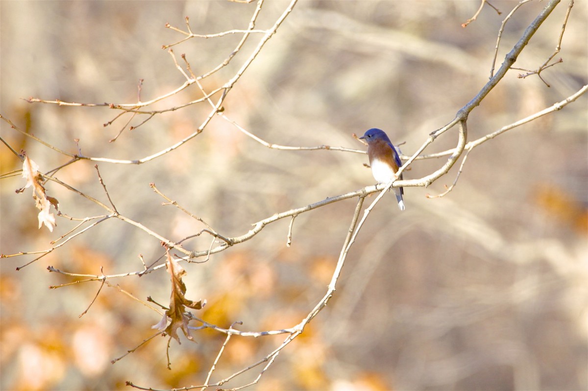 Eastern Bluebird - ML190056691