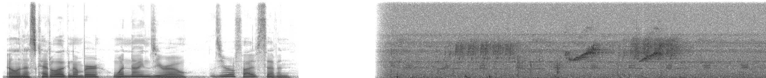 Sarı Telekli Yassıgaga (obscuriceps) - ML190057