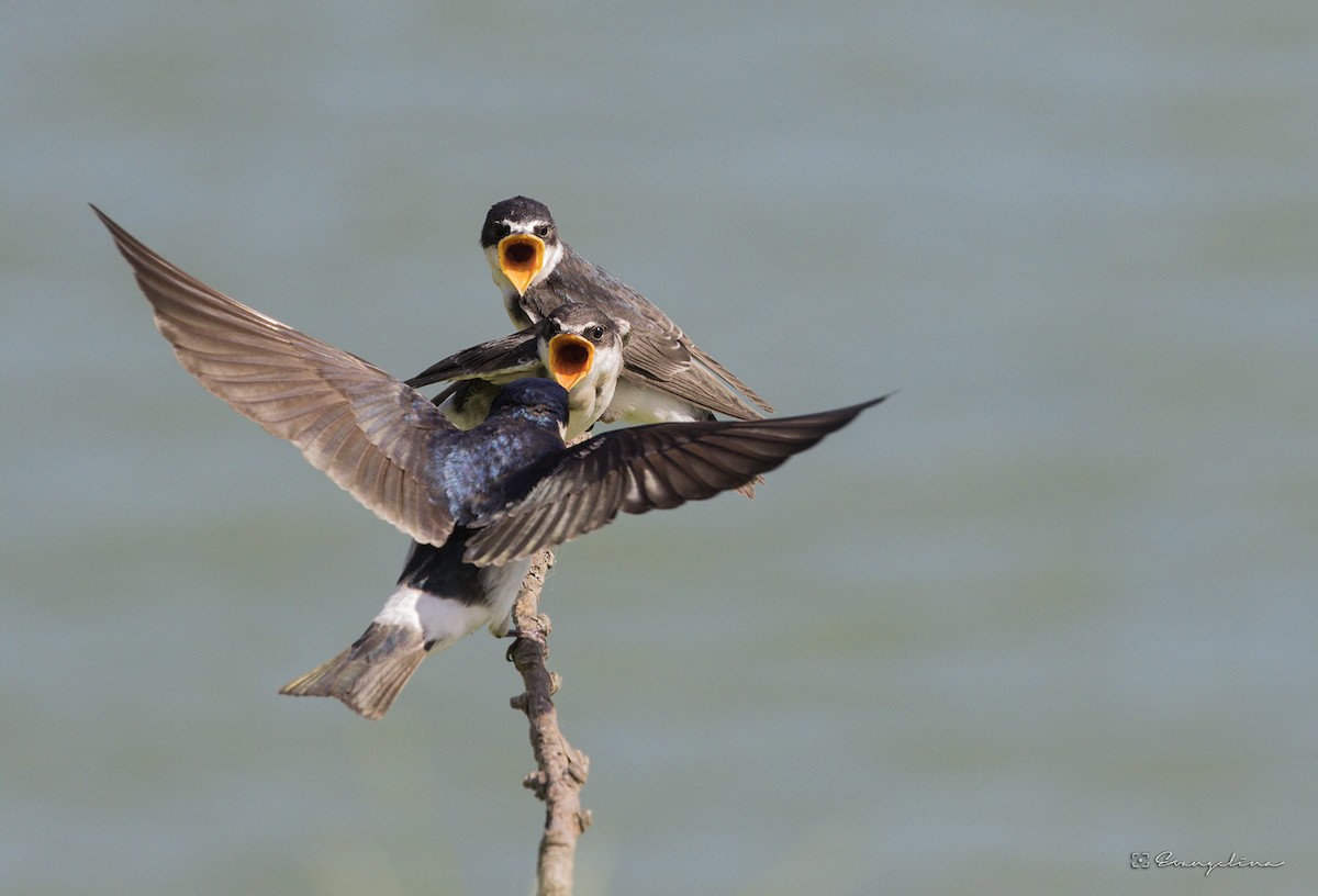 White-rumped Swallow - ML190057181