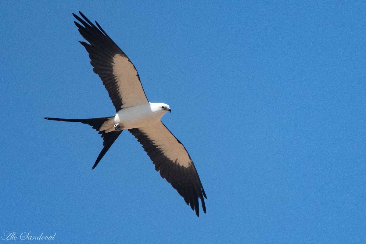 Swallow-tailed Kite - Alejandro Sandoval