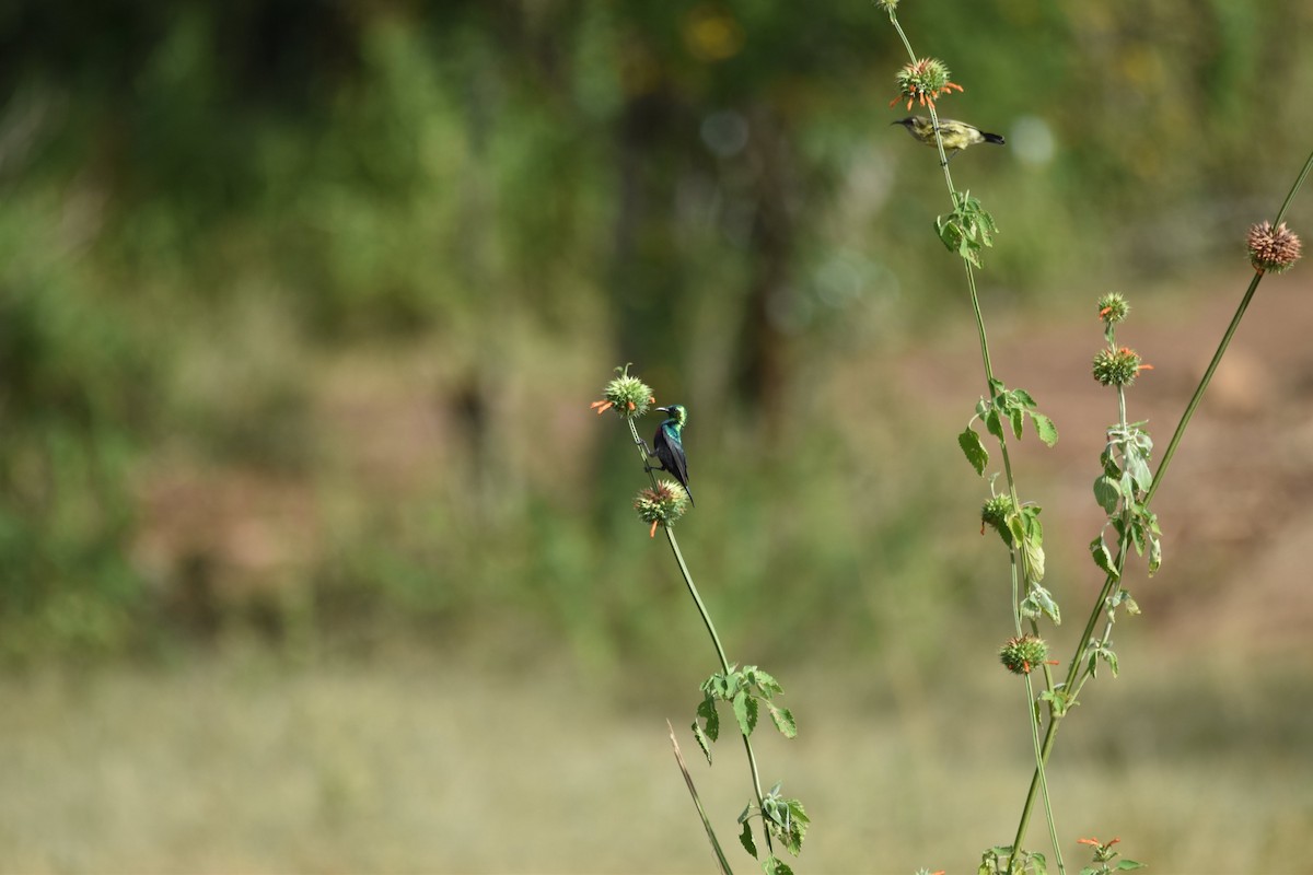 Marico Sunbird - Patrick Palines