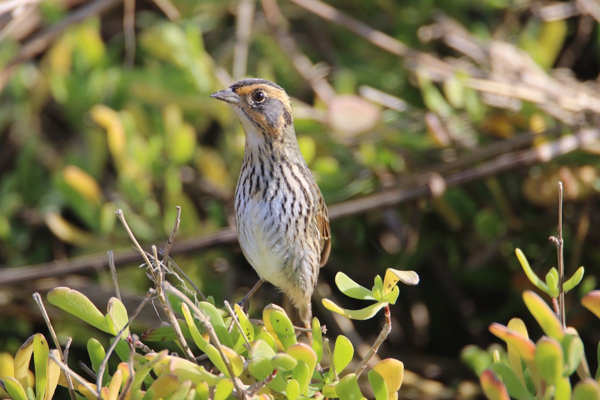 Saltmarsh Sparrow - Jean-Luc Betoulle