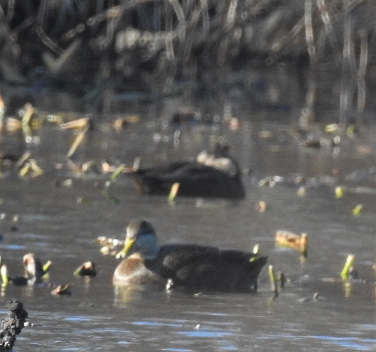 American Black Duck - ML190061481