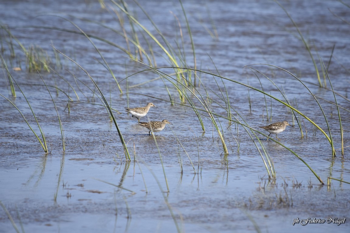 Graubrust-Strandläufer - ML190063441