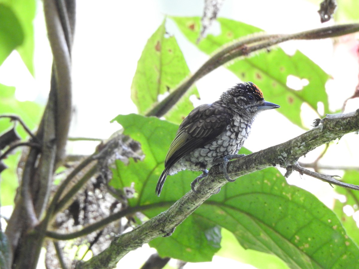Scaled Piculet - ML190064401