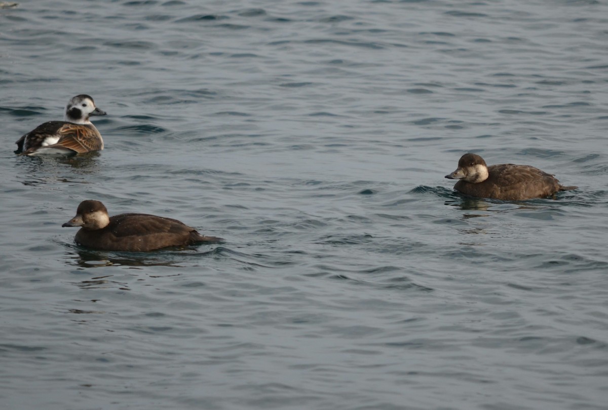 Black Scoter - ML190064861