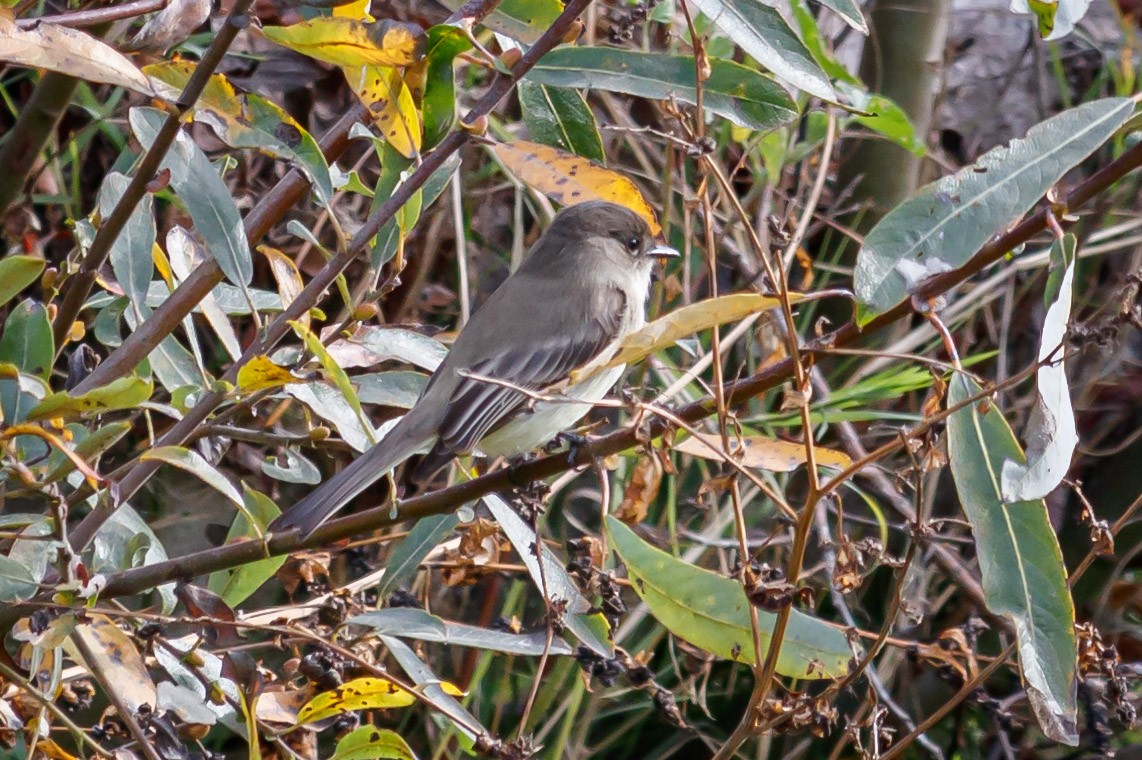 Eastern Phoebe - ML190065081