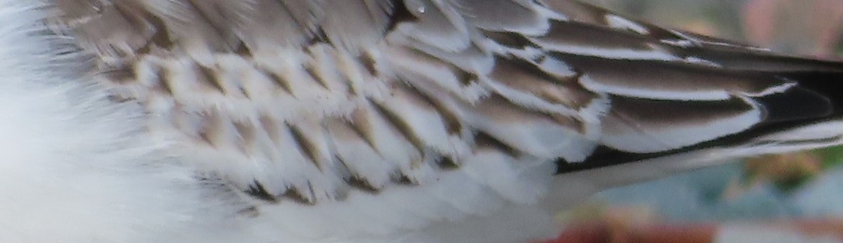 Bécasseau sanderling - ML190065511