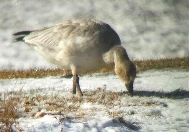 Snow Goose - ML190067111