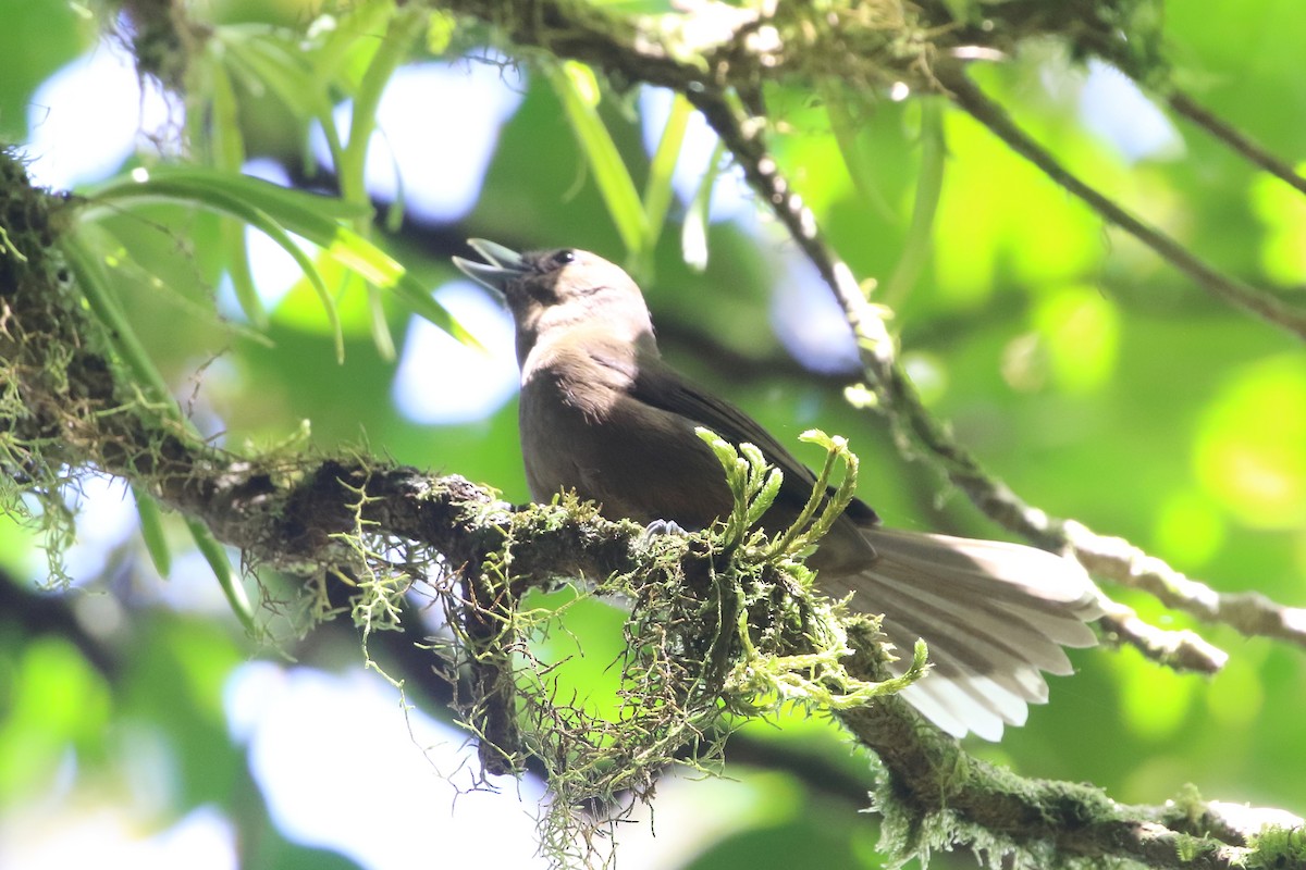 Southern Shrikebill - ML190067461