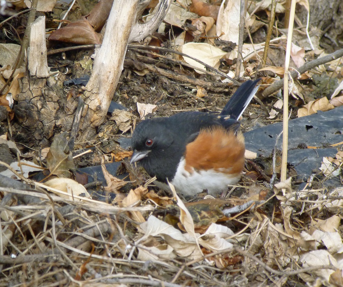 Eastern Towhee - ML190069931