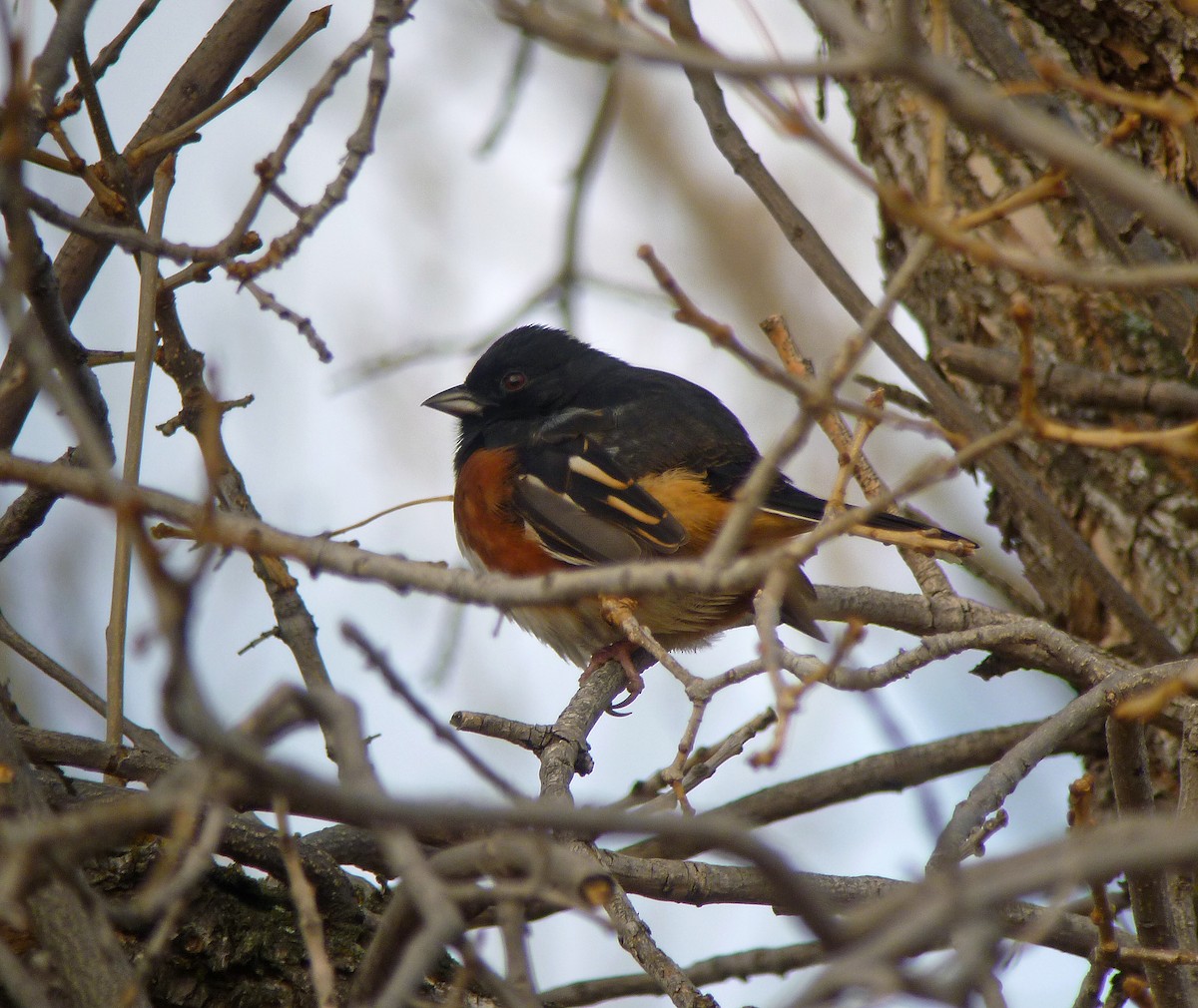 Eastern Towhee - ML190070161