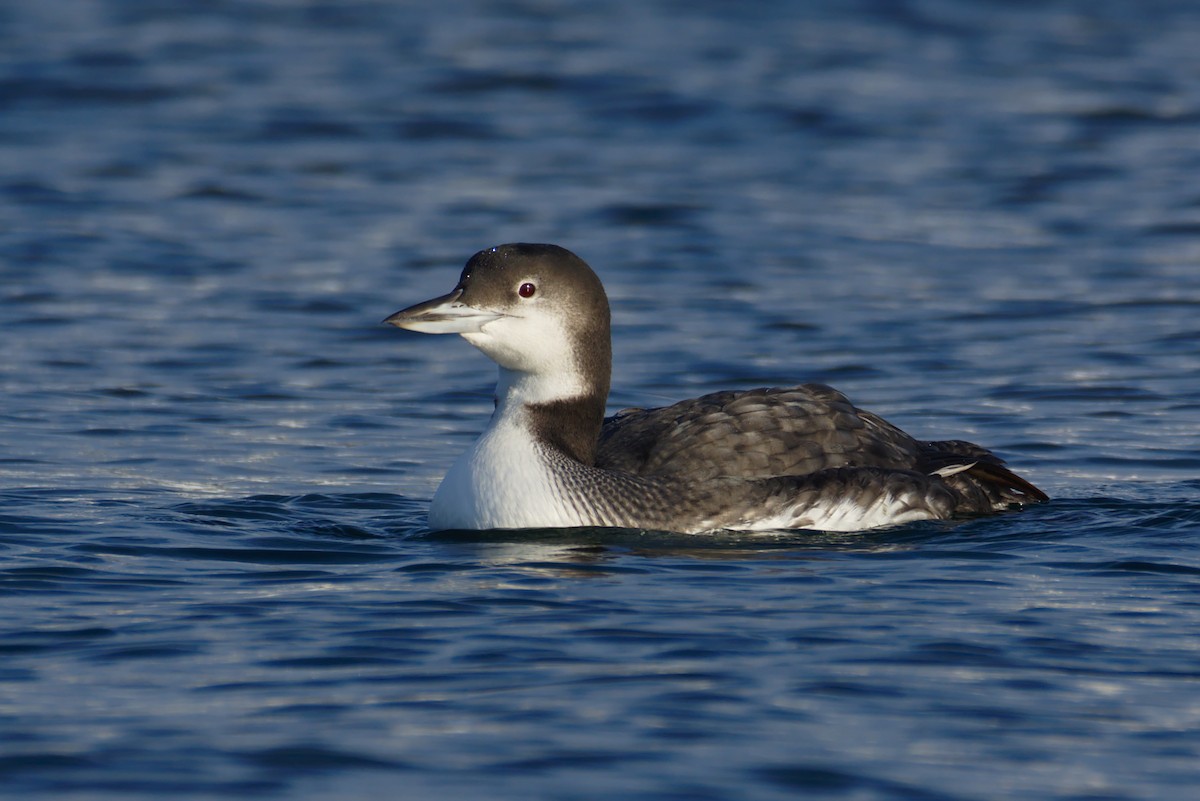 Common Loon - Richard Trinkner