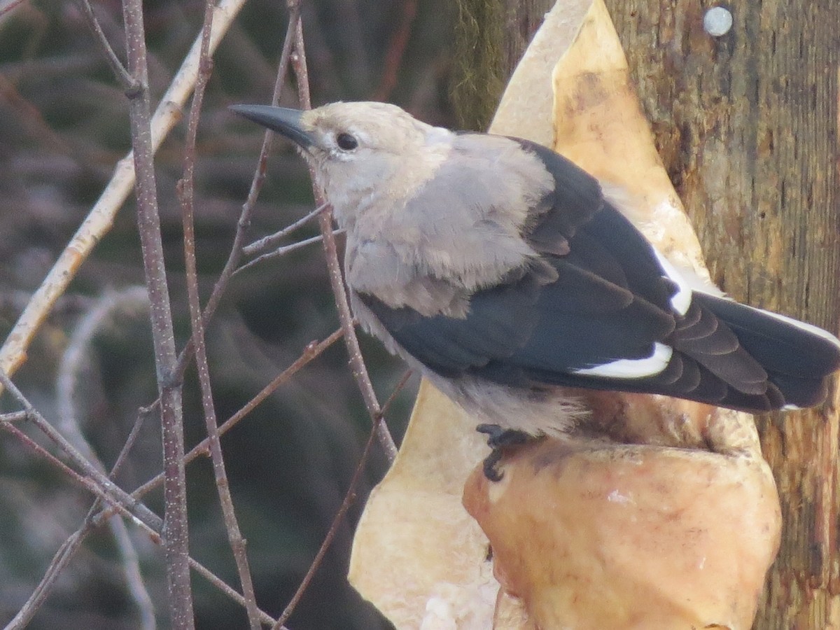 Clark's Nutcracker - Suzy Wright