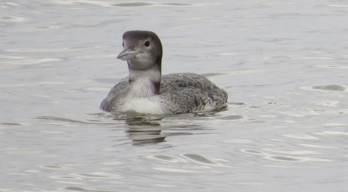 Common Loon - Corinna Honscheid