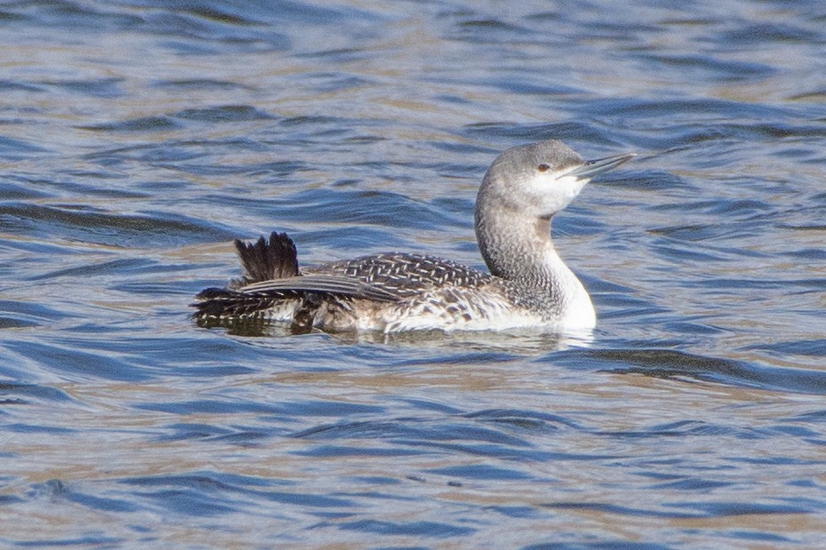 Red-throated Loon - ML190071341