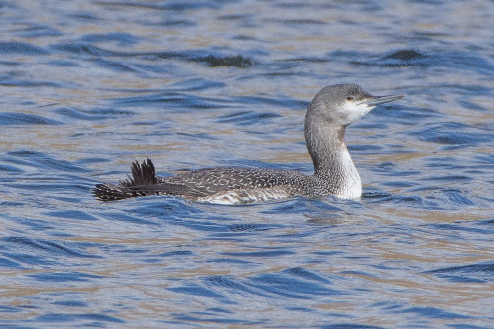 Red-throated Loon - ML190071351