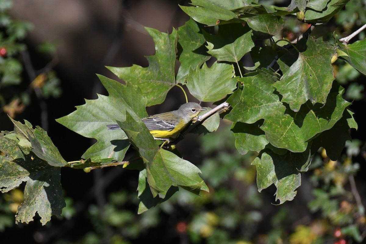 Magnolia Warbler - ML190072361