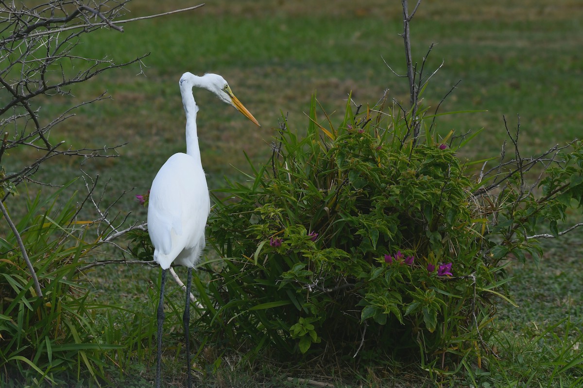 Great Egret - Hugh David Fleischmann